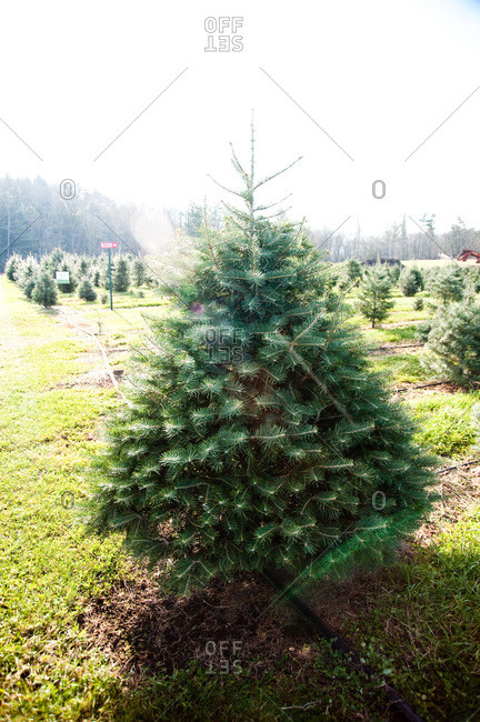 Accord, NY, USA - November 21, 2012: Tree plantation in Accord, NY, USA