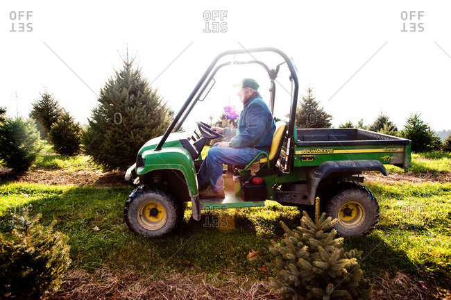 Accord, NY, USA - November 21, 2012: Man driving a truck on a tree plantation in Accord, NY, USA