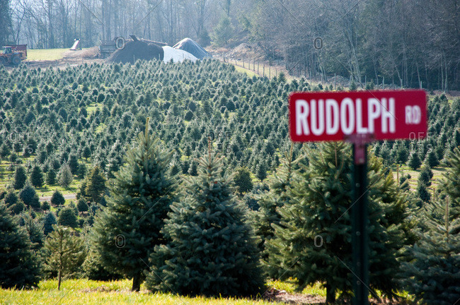 Accord, NY, USA - November 21, 2012: Firs on a tree plantation in Accord, NY, USA