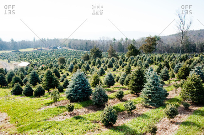 Accord, NY, USA - November 21, 2012: Christmas tree farm in Accord, NY, USA