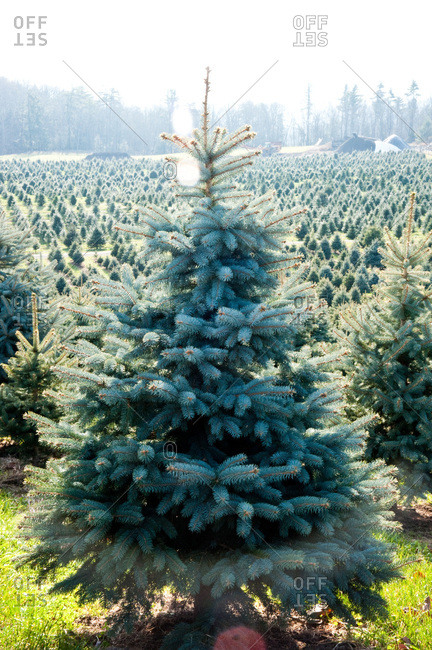Accord, NY, USA - November 21, 2012: Colorado blue spruce on a tree farm in Accord, NY, USA