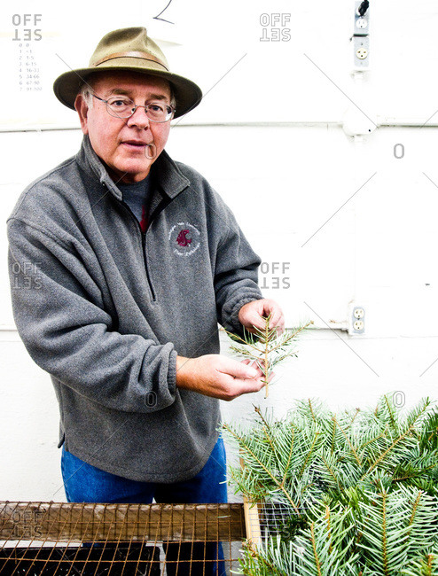 Tacoma, WA, USA - November 15, 2014: Man holding fir samples on a tree farm in Tacoma, WA, USA