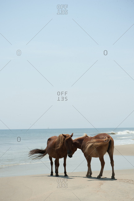 Two wild horses on a beach