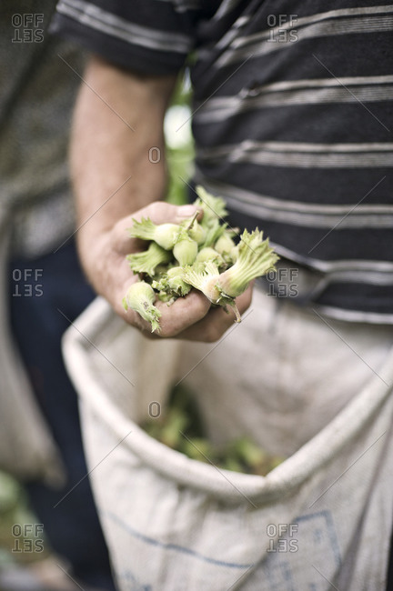 Man holding up hazelnut harvest