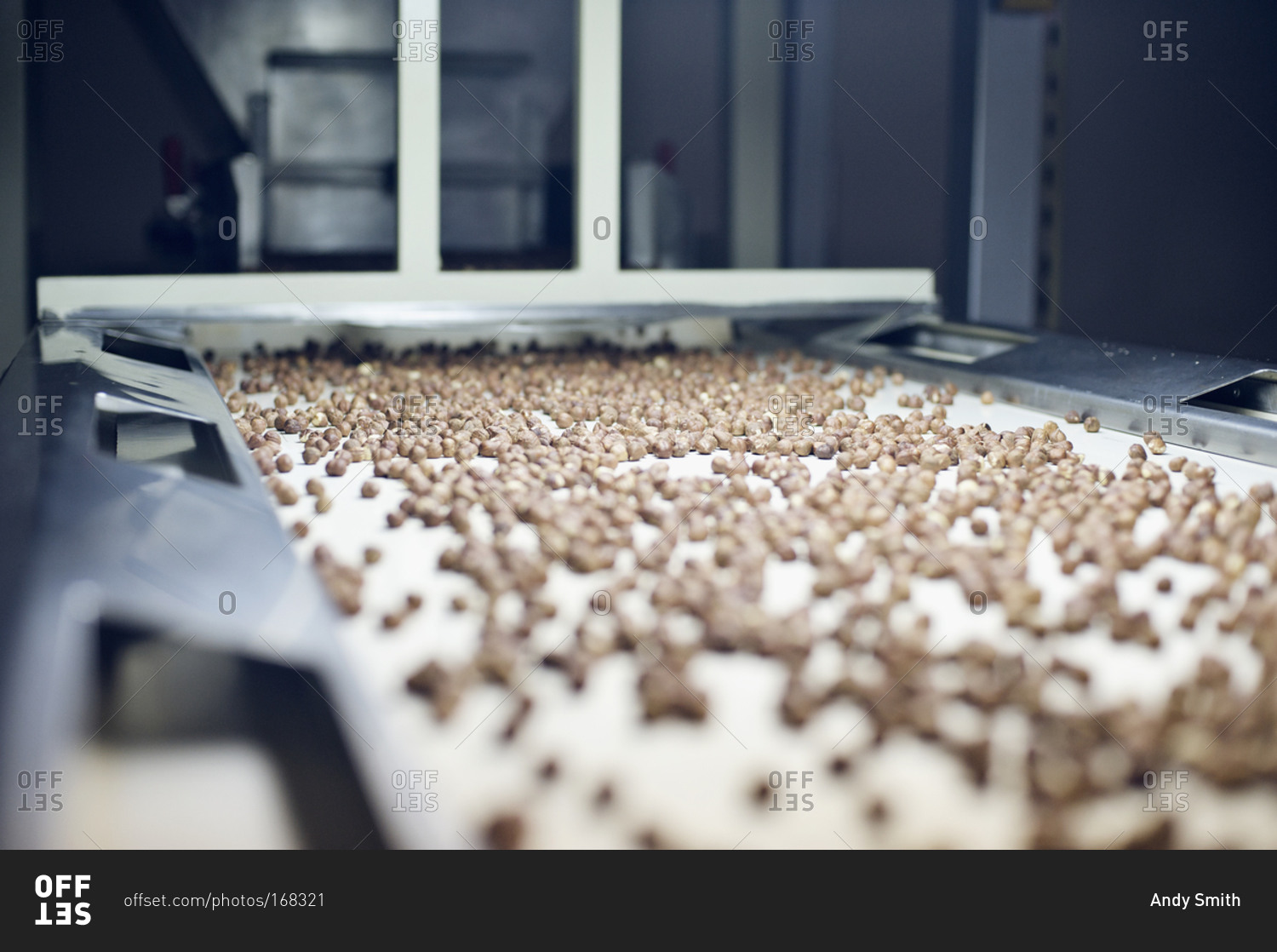 Hazelnuts on conveyor belt in factory