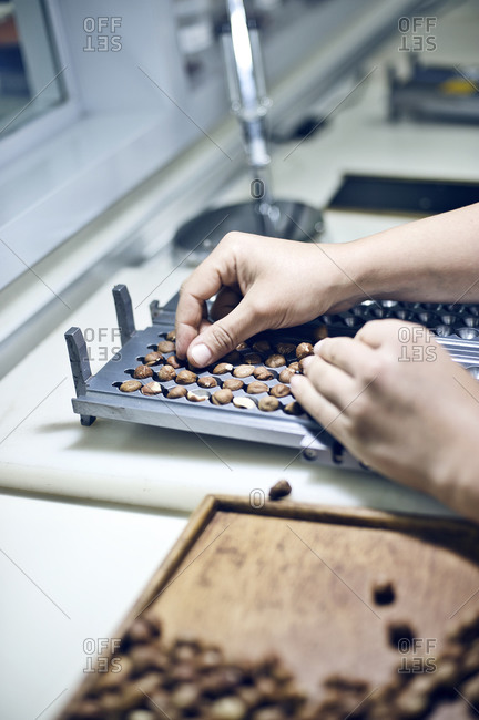Hazelnuts in tray in factory