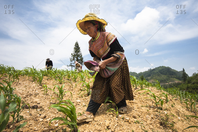 Bac Ha, Lo Cai, Vietnam - May 12, 2012: H'mong people working in a corn field