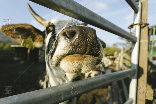 Snout of a cow - Offset