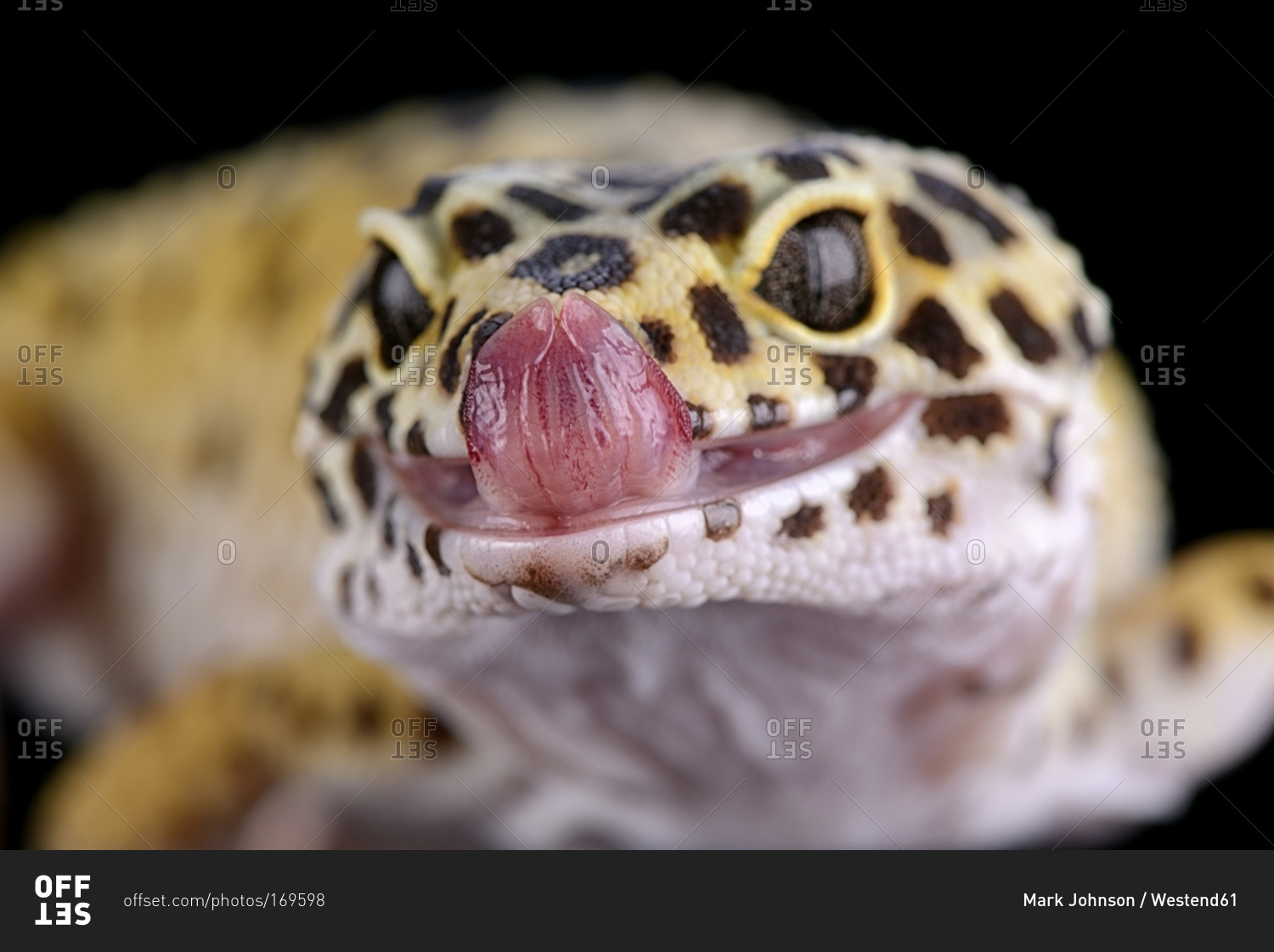 Portrait Of Leopard Gecko Eublepharis Macularius Stock Photo Offset