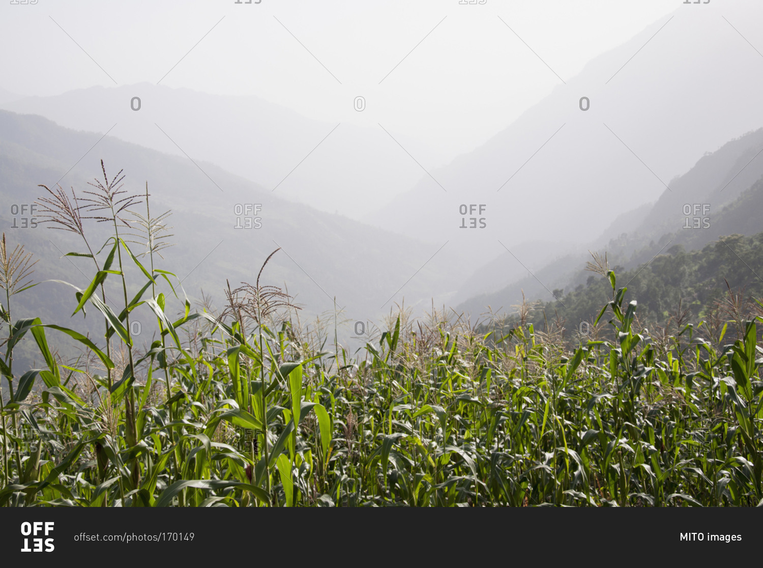 Landscape cornfield mountains mist valley