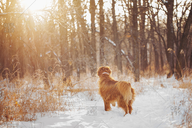 Watchful dog in a winter forest