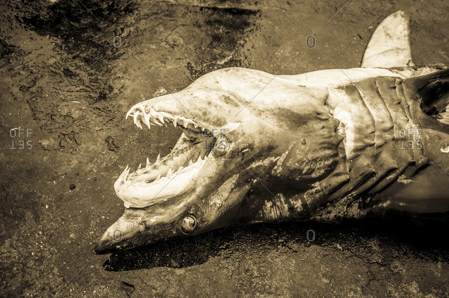 Dead shark washed ashore