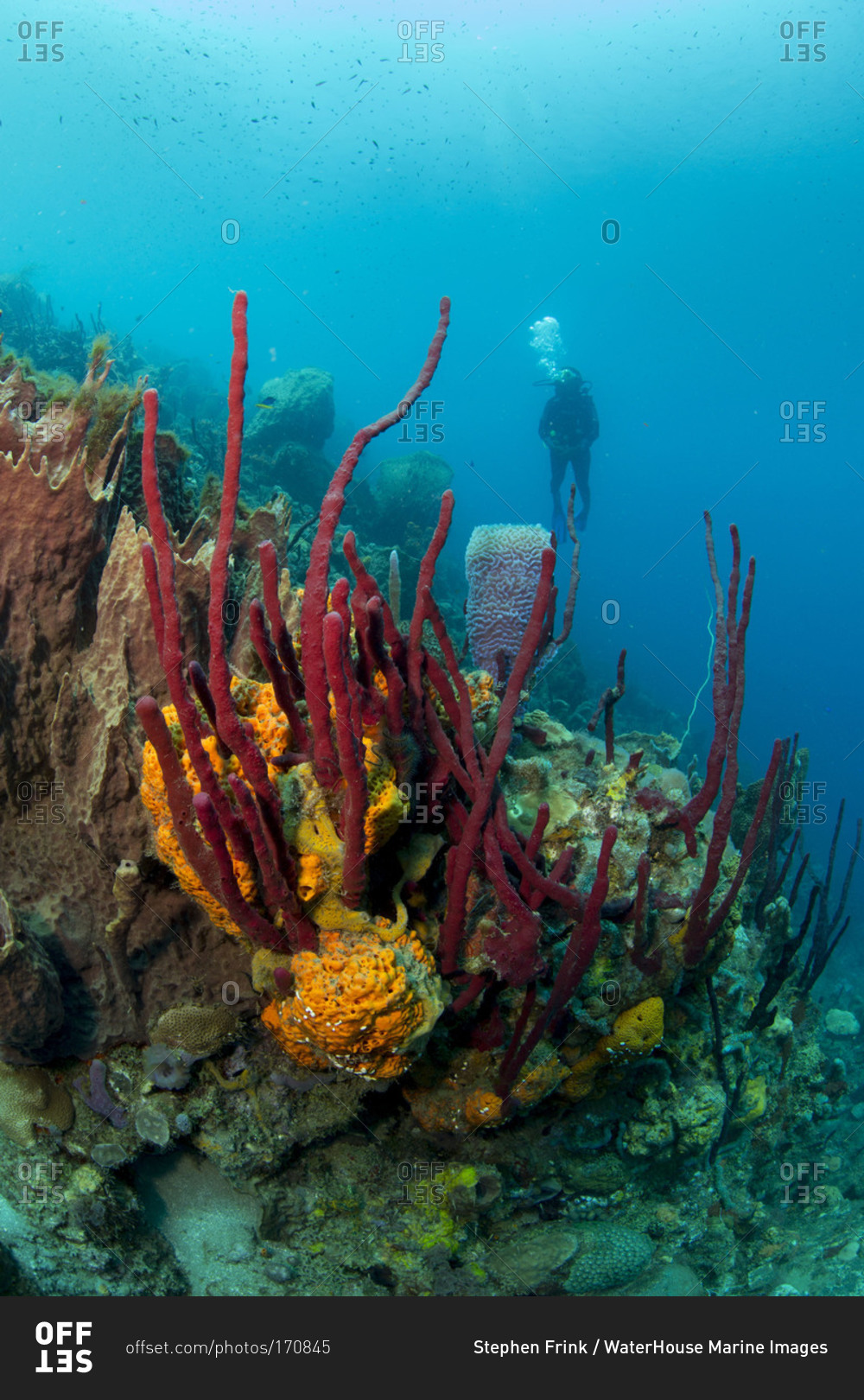 Female scuba diver approaches bouquet of sponges