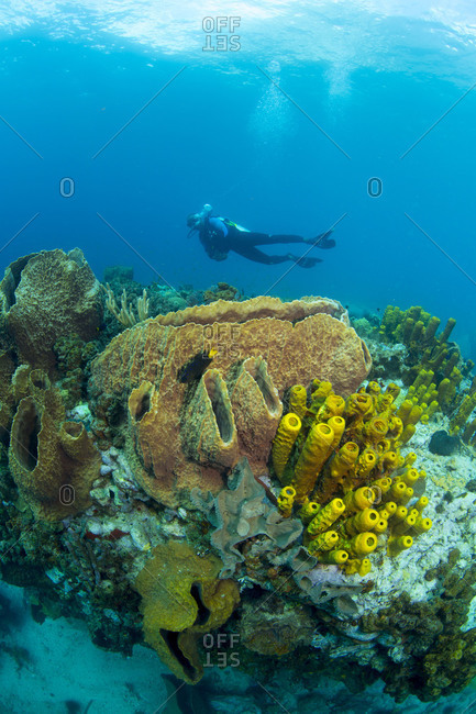 Male Scuba Diver Surveys Grouping Of Barrel And Vase Sponges Stock