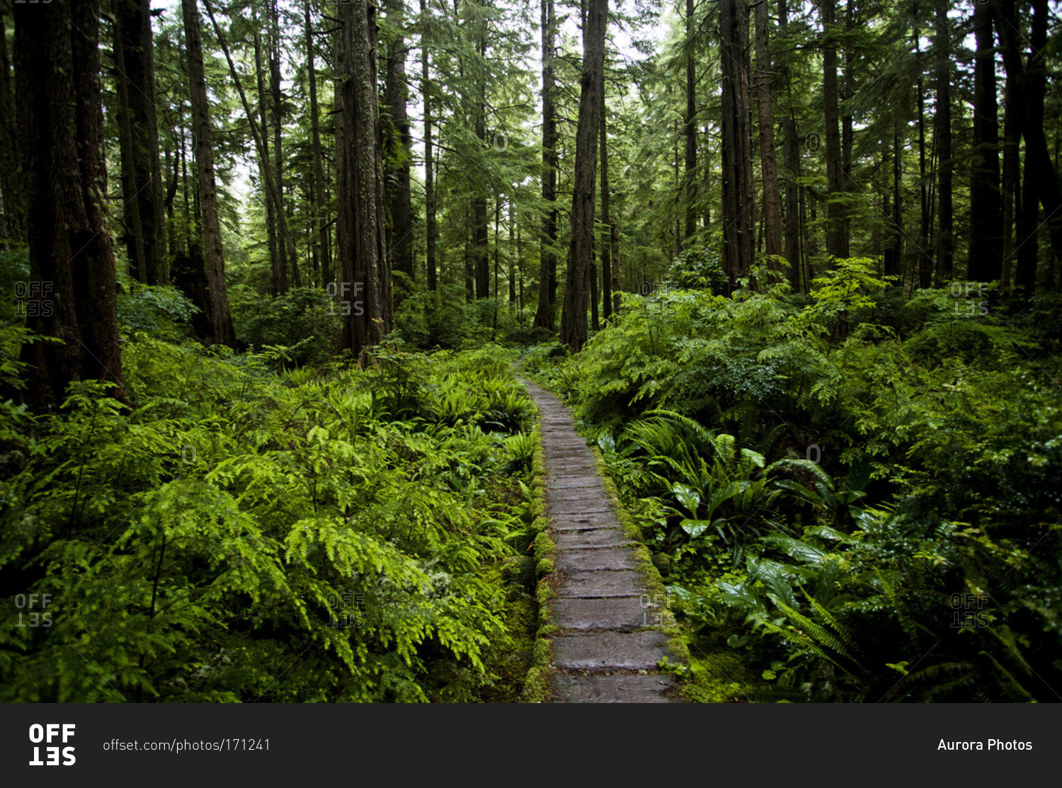 A lush forest and a boardwalk on the coast of Olympic National Park, Washington