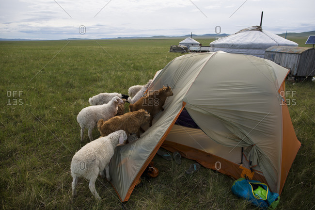 Small herd of young goats and sheep inspect a tent on The Steppe in northern Mongolia.