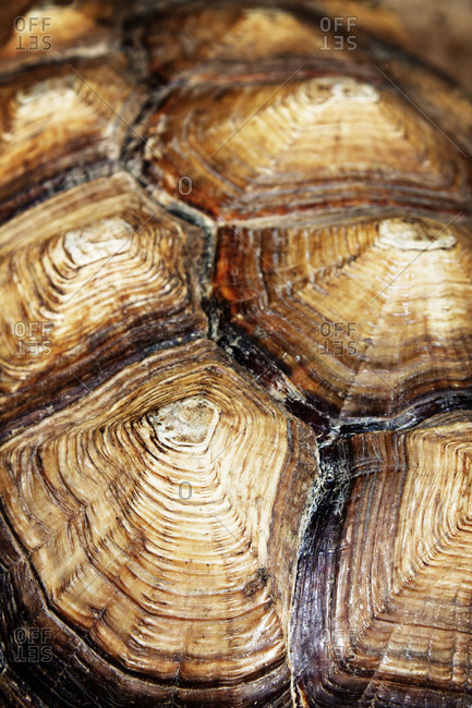 Close up of a turtle shell