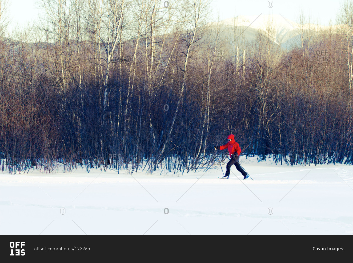 Cross country skier by woods