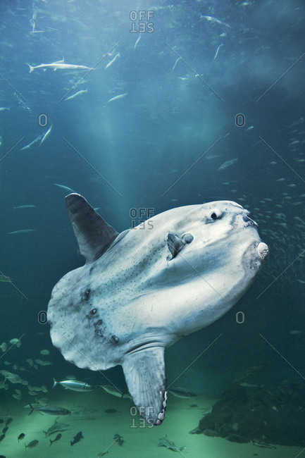 Large sunfish in the ocean