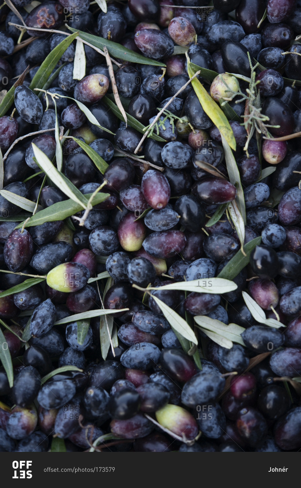 Close up of fresh olives