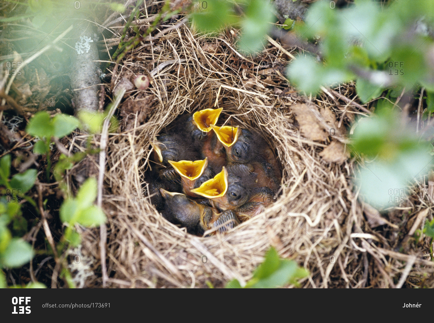 Nest of Bluethroat birds