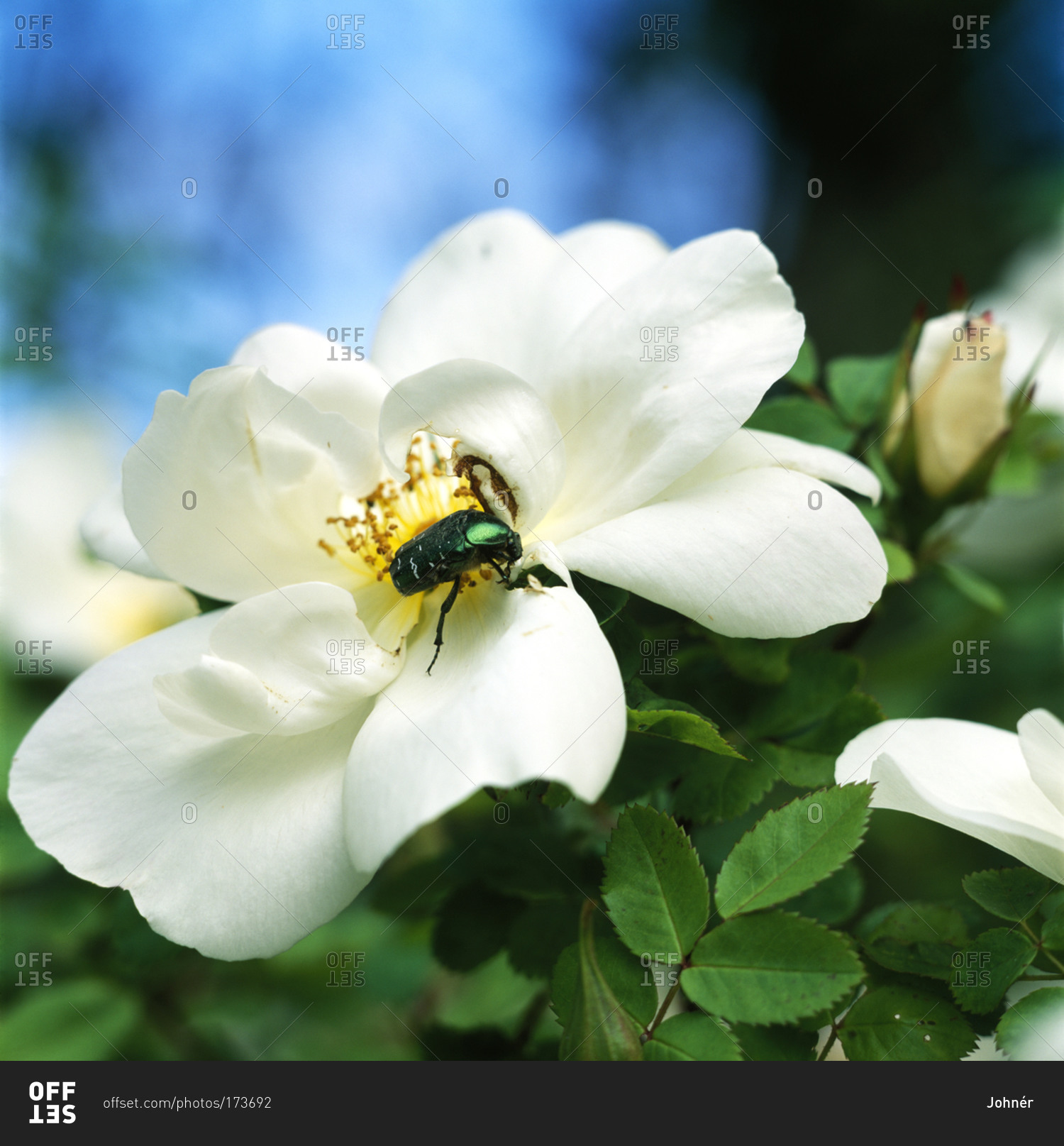 A rose chafer on a flower