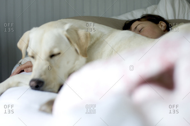 labrador sleeping in bed