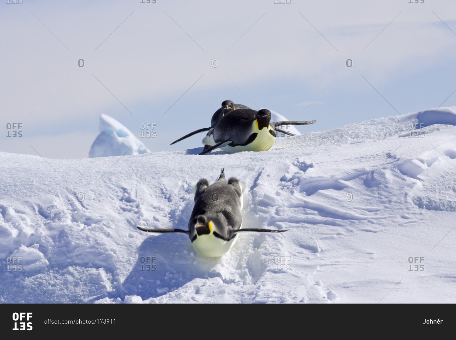 Penguin Sliding On Ice 6728