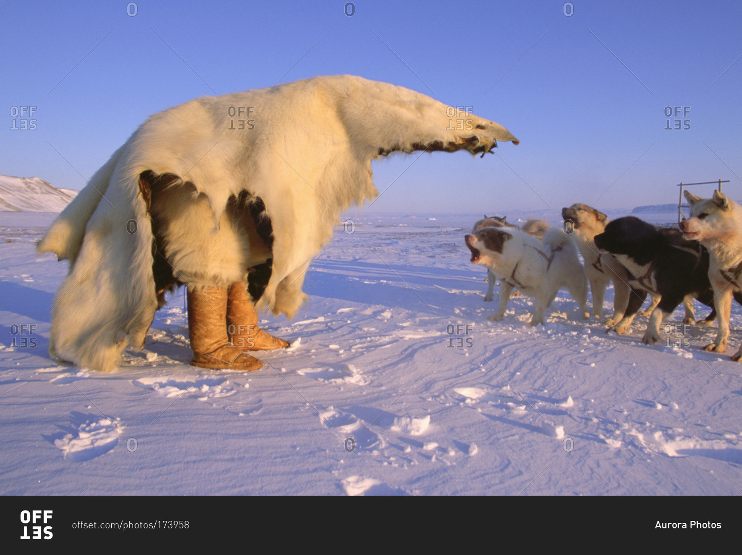 Inuit Word For Polar Bear What Is The Inuit Word For Wolf PRLCE