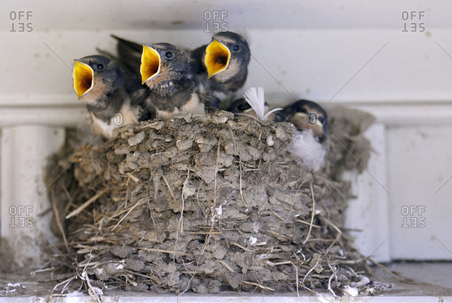Barn Swallow Chicks In A Nest Stock Photo Offset