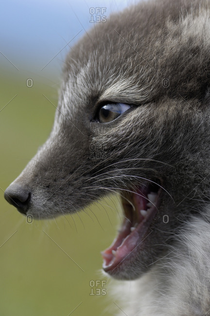 Close up of an Arctic fox cub