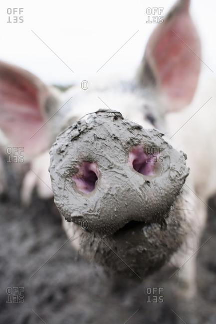 Muddy snout of a pig