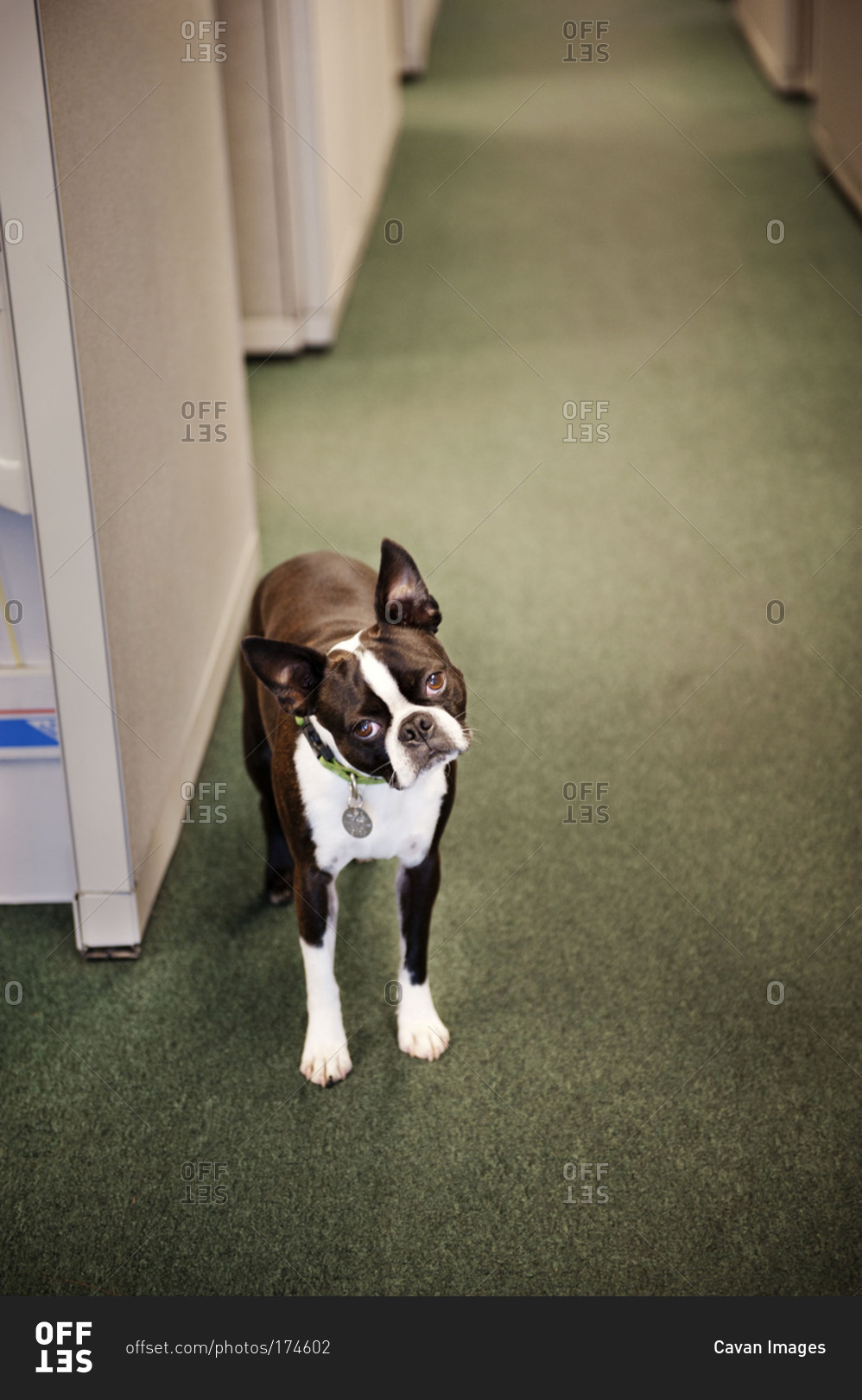 Cute dog in office building