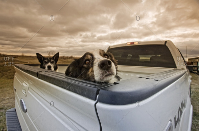 Two dogs peeking over the back of a pick-up truck