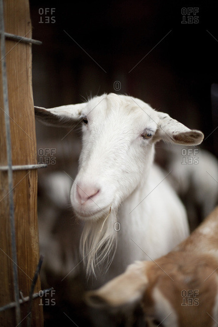 A white bearded goat at a dairy farm stock photo - OFFSET