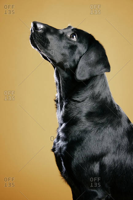 black shiny dog