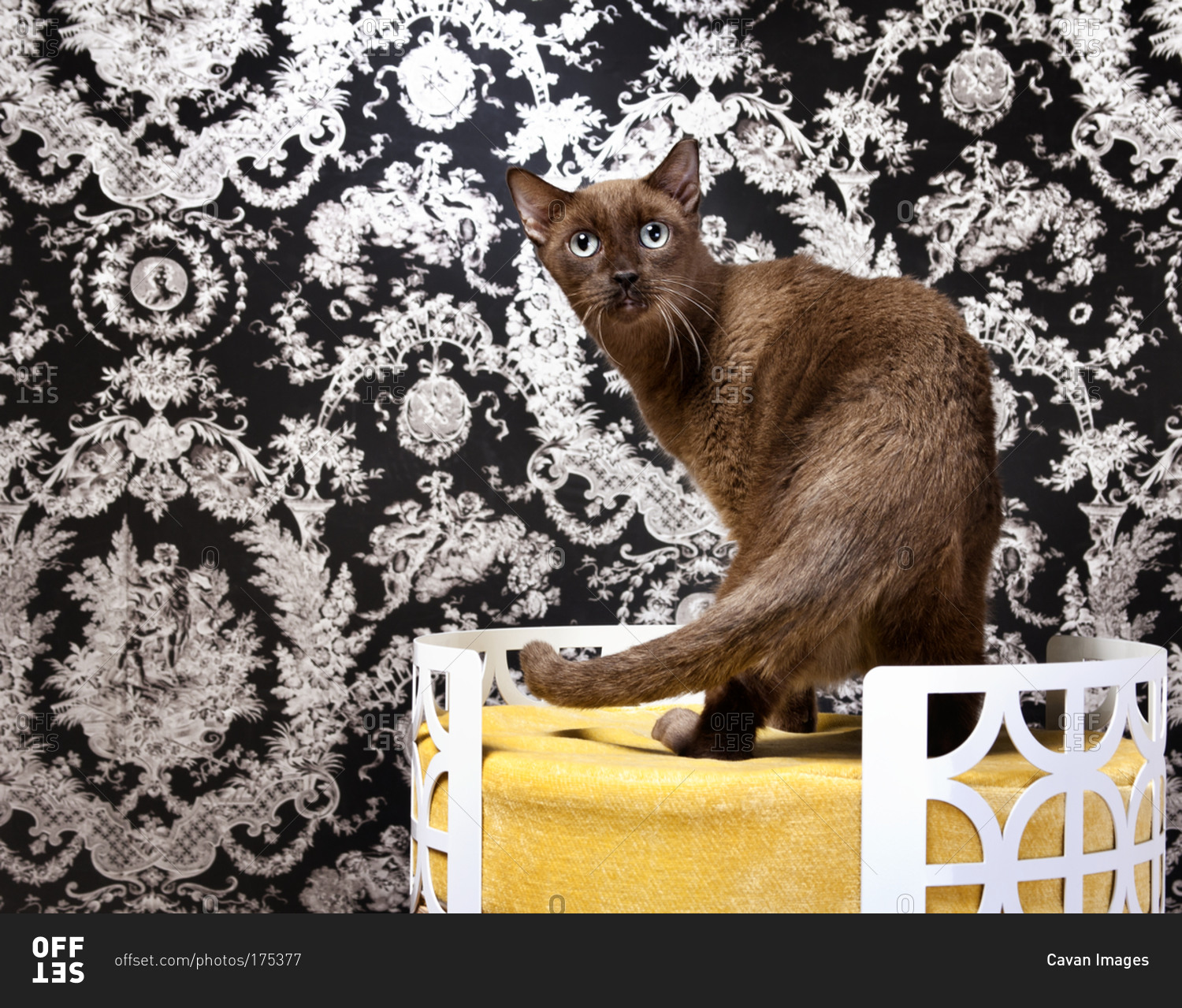A Burmese cat in a cat bed