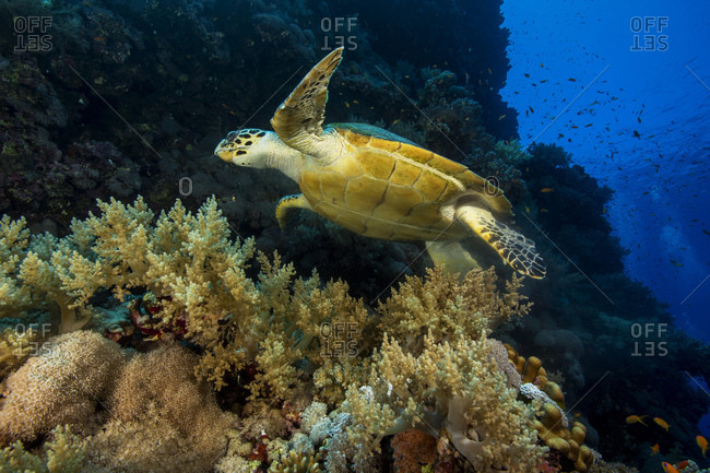 seaturtle ballons seaturtle ballons