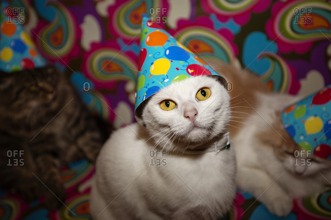 Cats with party hats on