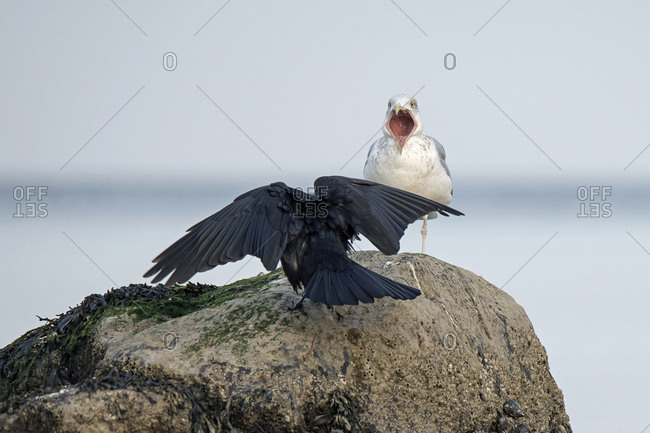 Seagull and raven on rock