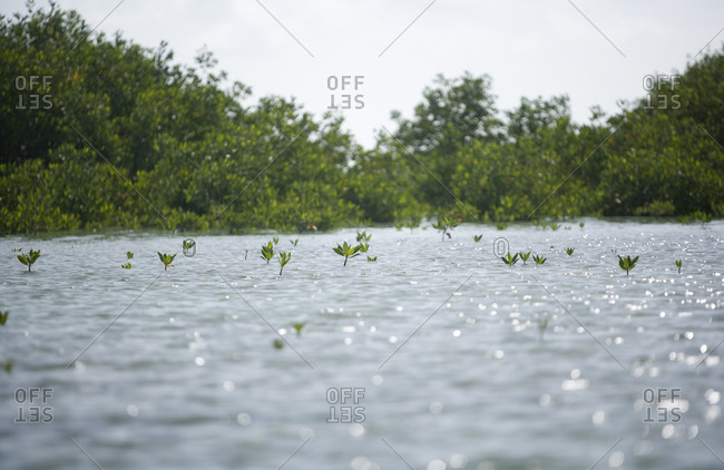 New mangrove saplings grow out of the water