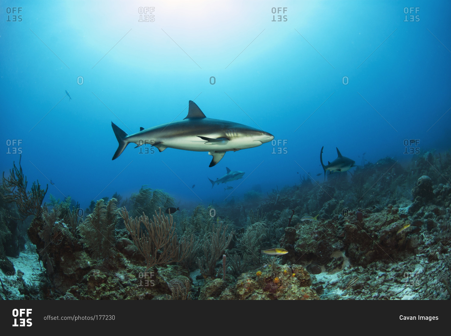 Reef sharks search for food
