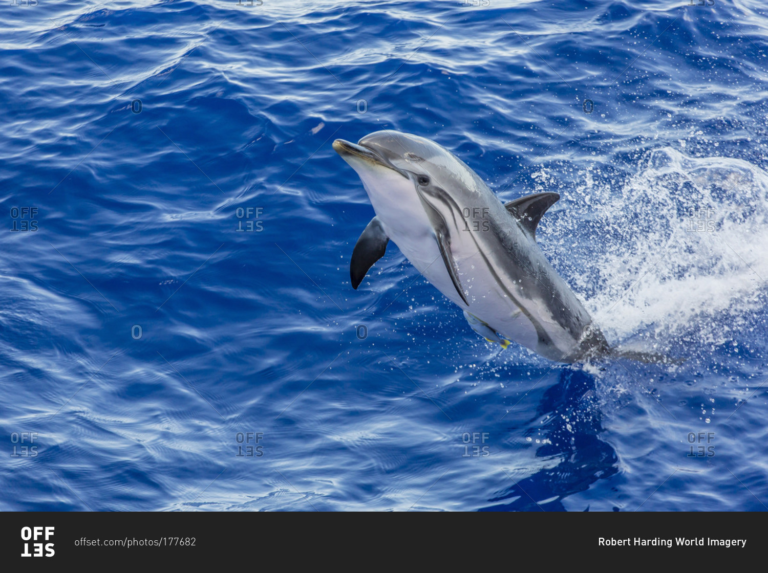 Adult striped dolphin (Stenella coeruleoalba) leaping near La Gomera, Canary Islands, Spain, Atlantic