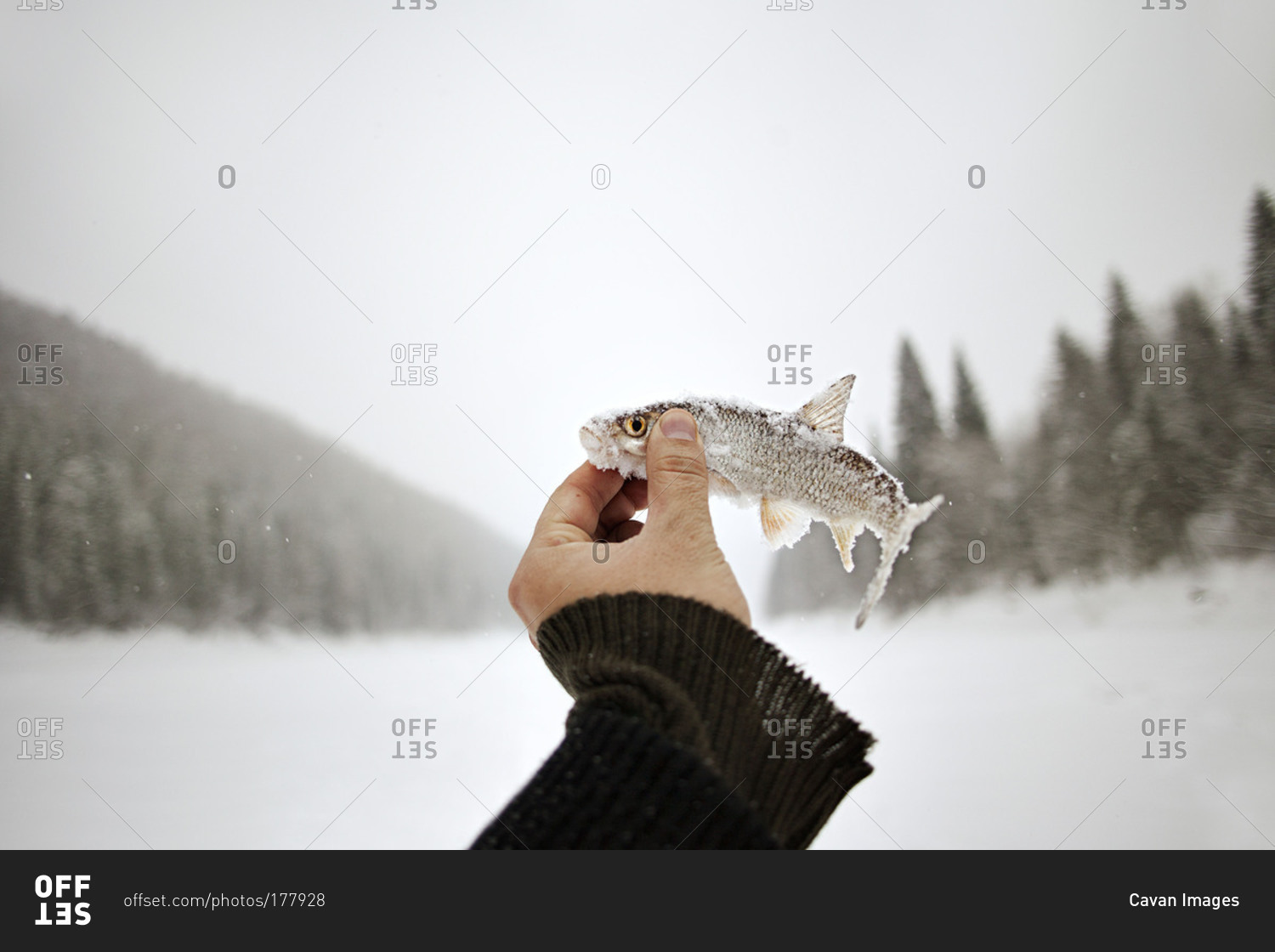 Person holding a frozen fish