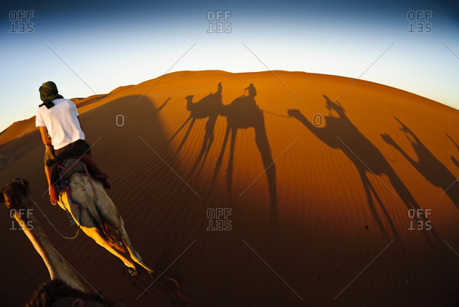 Man with caravan of camels in Moroccan desert