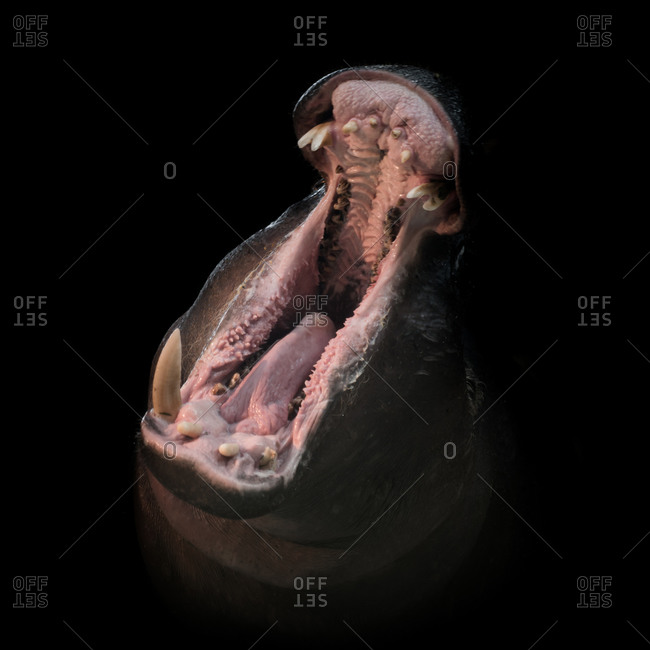 Open mouth of a hippopotamus