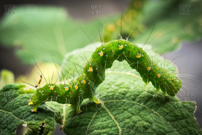 Tiny caterpillar riding on the back of a big green caterpillar