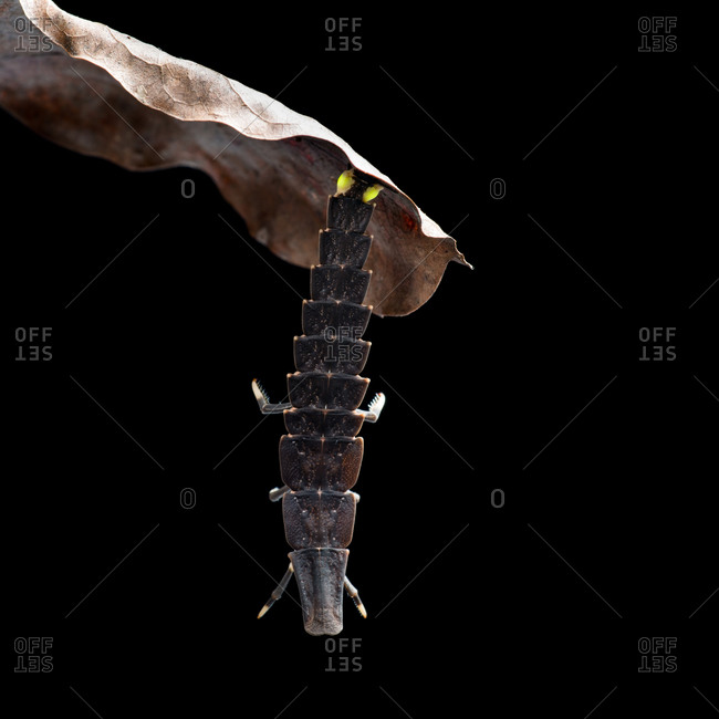 Glow worm hanging off a brown leaf