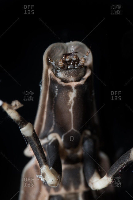 Anterior view of the head of a firefly larva
