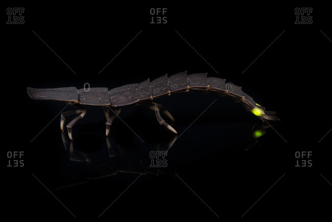 Side view of a firefly larva